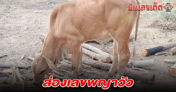คนแห่ส่อง เลขพญาวัว 1/4/68 เชื่อจะนำโชคลาภมาให้เจ้าของลุ้นหวยงวดนี้