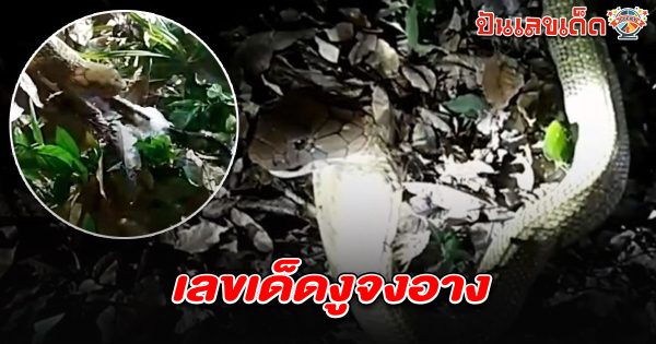 จงอางขย้อนแลน ทีมปราบอสรพิษ ปีนต้นยางเขย่ากิ่งไม้ให้งูตกลงมา คอหวยไม่พลาดส่อง เลขเด็ดงูจงอาง 1/4/68 หวังนำไปเสี่ยงโชคลุ้นรวย