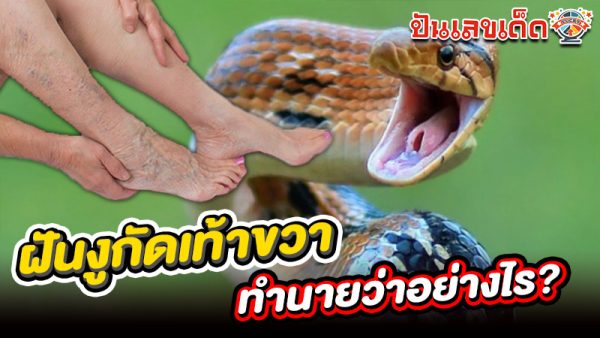 รูปภาพฝันงูกัดเท้าขวาทำนายว่าอย่างไรของ heng99