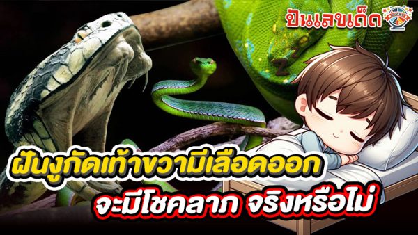 รูปภาพฝันงูกัดเท้าขวามีเลือดออกจะมีโชคลาภจริงหรือไม่ของ heng99
