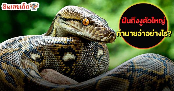 รูปภาพงูตัวใหญ่ของ heng99