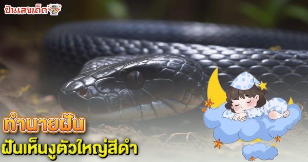 รูปภาพงูตัวใหญ่สีดำของ heng99