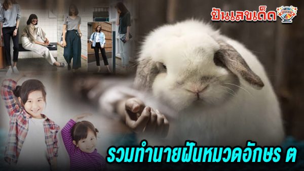 รูปภาพรวมทำนายฝันหมวดอักษร ต ของ lekdedonline