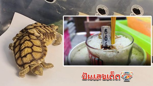 รูปภาพเลขเด็ดเต่าแฝด 6 ขา กระดองติดกันของ heng99