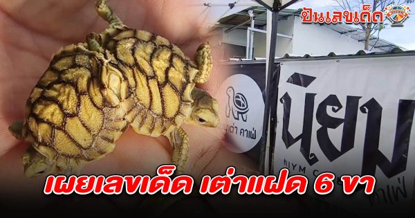ฮือฮา! เต่าแฝด 6 ขา กระดองติดกัน เจ้าของฝันเห็นพระ 2 รูปบิณฑบาตหน้าบ้าน คอหวยแห่ตี เลขเต่าแฝด 6 ขา 1/6/68 ลุ้นโชค