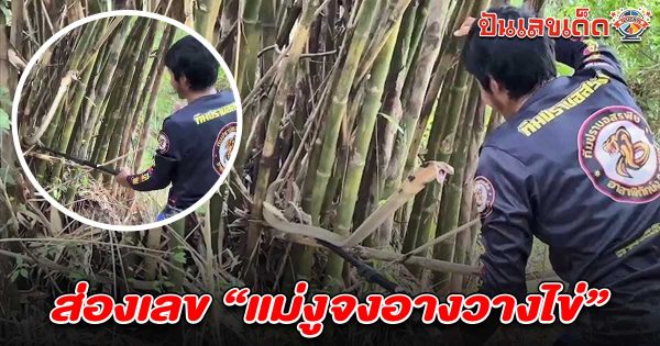 ย้ายรังจงอางในกอไผ่! แม่งูดุมาก ฉกสูงเกือบถึงหน้าอก ชาวบ้านแห่ส่องเลขเด็ด เลขแม่งูจงอาง 16/5/68 ลุ้นโชคหวยงวดนี้!