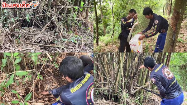 รูปภาพย้ายรังจงอางในกอไผ่ของ heng99