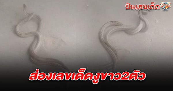 คอหวยแห่ตี เลขเด็ดงูขาว 1/6/68 2 ตัว กอดรัดฟัดเหวี่ยงเกี้ยวพาราสีโชว์กลางวันแสกๆ ไม่พลาดส่องเลขที่บ้านเสี่ยงโชคงวดนี้