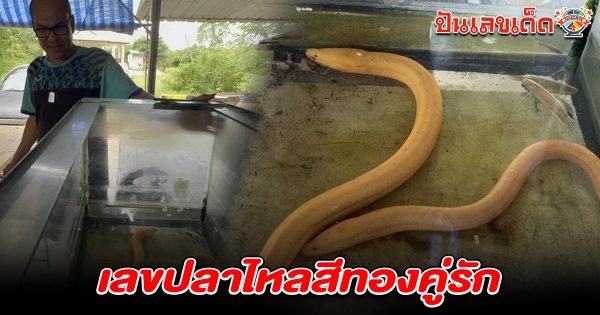 ฮือฮา! พบ “ปลาไหลสีทอง” เชื่อมาให้โชค หลังเลี่ยงถูกหวยหลายครั้ง งวดนี้ไม่พลาดส่อง เลขปลาไหลสีทอง 1/7/68 ลุ้นโชค!