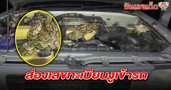เจ้าของผวาหนัก พบงูเหลือม นอนขดใต้ฝากระโปรงรถ ถึง 2 รอบ คอหวยแห่ ส่องเลขทะเบียนงูเข้ารถ 1/7/68 เชื่อมาให้โชค