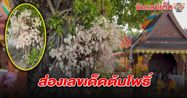 ต้นโพธิ์ออกใบสีแปลกตา และออกใบสีขาว-ชมพู ชาวบ้านแห่ส่องธูปจาก  เลขเด็ดต้นโพธิ์ 16/6/68 ลุ้นโชคงวดที่จะถึงนี้