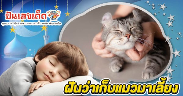 ฝันว่าเก็บแมวมาเลี้ยง หมายถึงอะไร? ไขคำทำนาย พร้อม เลขเด็ดนำโชค ห้ามพลาด!