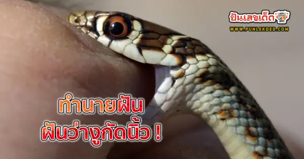 ฝันว่างูกัดนิ้ว เปิดคำทำนายฝัน พร้อมเลขเด็ดจากฝันถึงงู